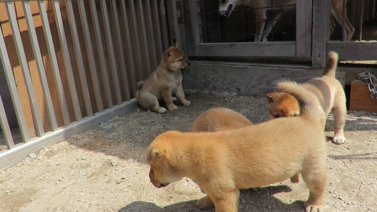 4匹の子犬 YouTube