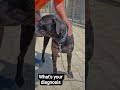 Malassezia furfur in dog(Skin infection)