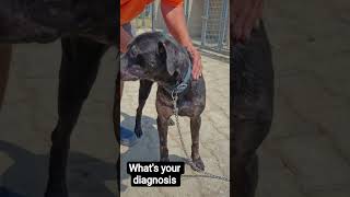 Malassezia furfur in dog(Skin infection)