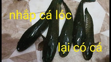 Nhắp cá lóc # Câu cá lóc bằng vịt con | Phương fishing , hunting trap