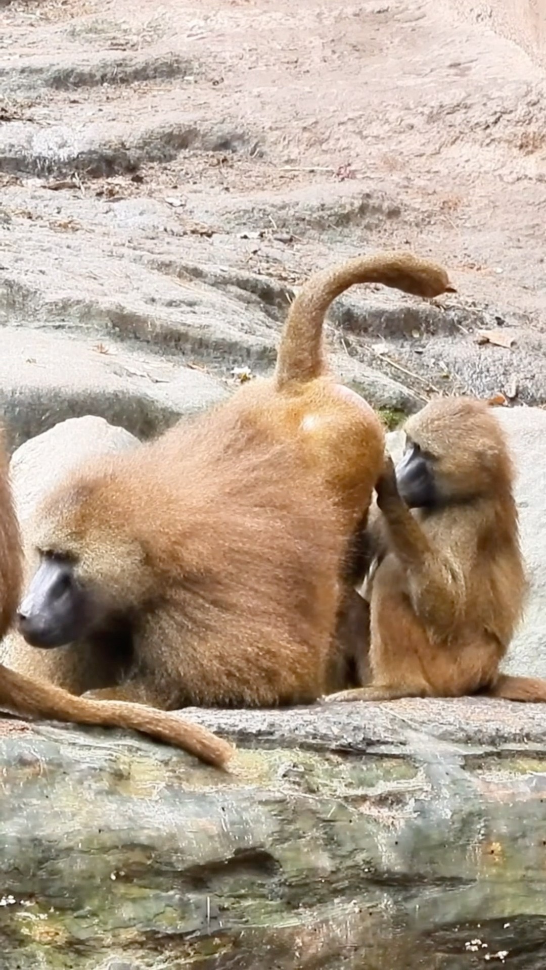 Monkey Having Some Interactions With a Friend
