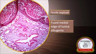 Penis Histology