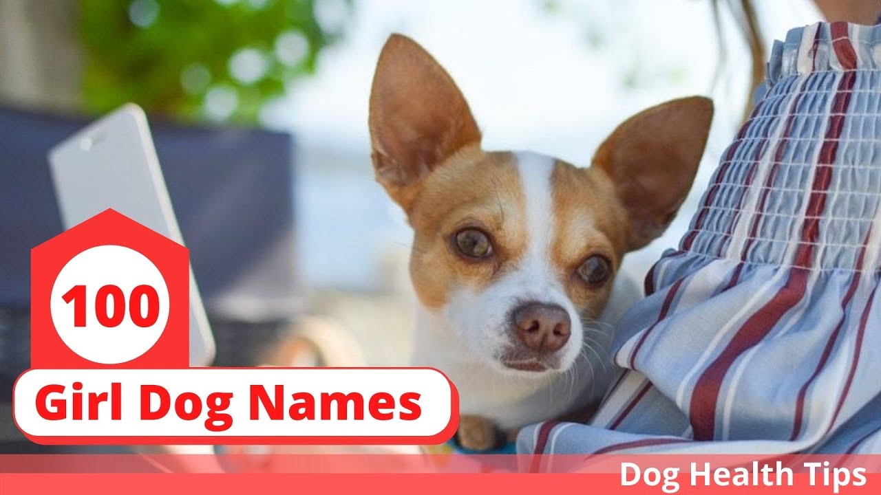 Female Dog Names 100 of the Top Girl Dog Names for 2020 ! Dog Health Tips 2020 YouTube