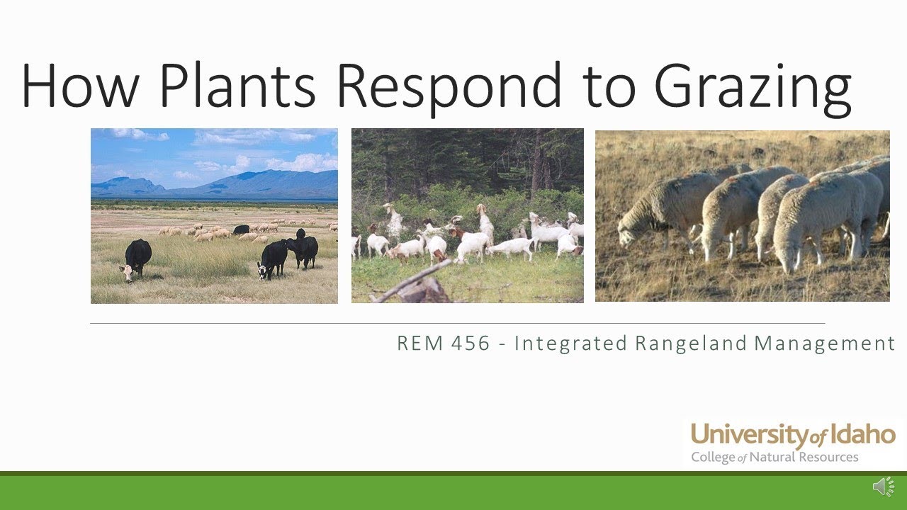 Plant Response To Grazing