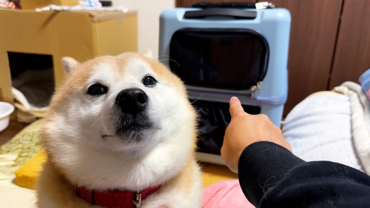 As a proud descendant of wolves, Shibe never give in to a pet
