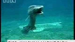 Rare Prehistoric Shark Found In Japan