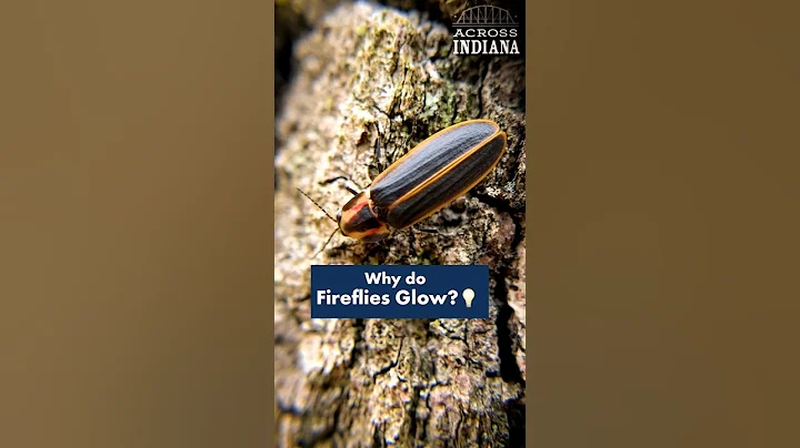 Learn a firefly's love language #NatureIsBeautiful #Firefly #Entomology #AcrossIndiana