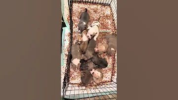 American Bully Pocket Puppies For Sale 4173179491 Americanbully Puppy Abkcbully Pocketbully Dog 