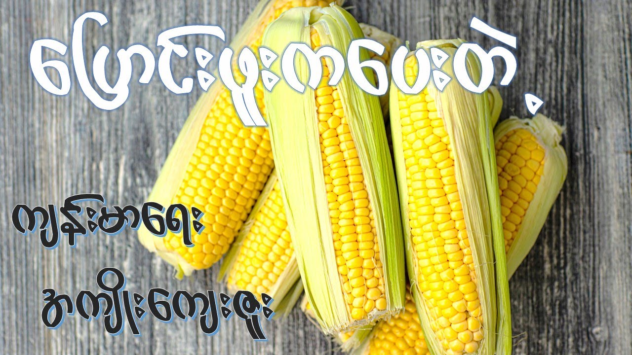 ပြောင်းဖူး ရဲ့အကျိုးအာနိသင် ( ၂၂ ) မျိုး   I  Health Benefits of Corn