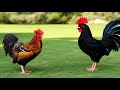 Reducing rooster crowing adjusting habits blackout box rooster collar solutions