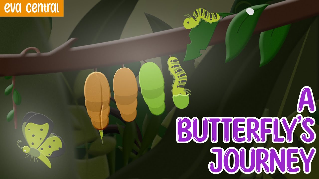A Butterfly's Journey! 🐛 From Tiny Egg to Magical Wings | Zoom Into Life