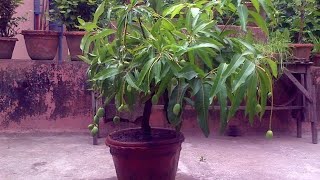 How To Grow Mango In Pots /Drum. My Grafted Sensation Mango Plant on Roof Top