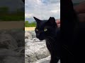 名護の猫ちゃん#猫動画 #猫 #猫がいる幸せ #猫のいる生活 #猫の居る暮らし #猫写真 #猫好き #猫好きさんと繫がりたい #ねこのいる幸せ