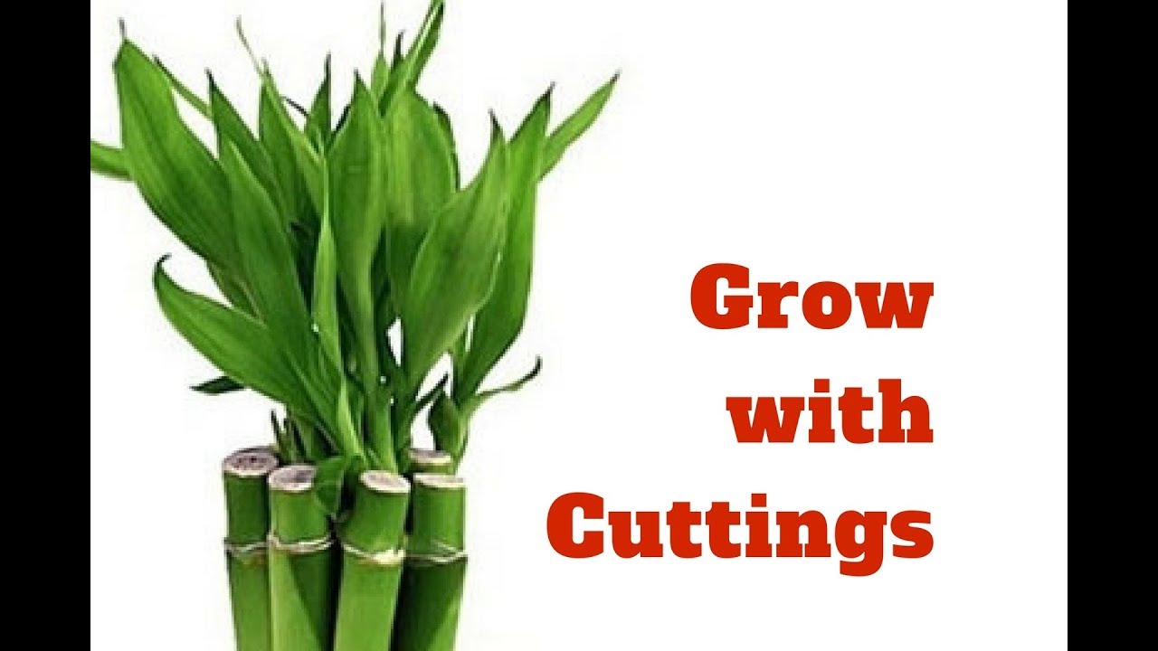 How to Grow Lucky Bamboo with Cuttings at Home/Bonsai Hunter