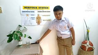 Performance Task in Science VI (Nervous System)