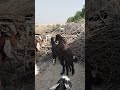 مشهد تزاوج الماعز أصاب الجميع بالذهول Goat Animals Shorts 