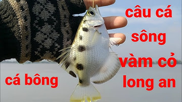 tiếp tục qua sông vàm cỏ long an, câu cá măng rổ ( cá bông ) loài cá rất háo ăn mồi / nhàn TV