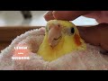 3 Different Reactions when cockatiels being washed in summer