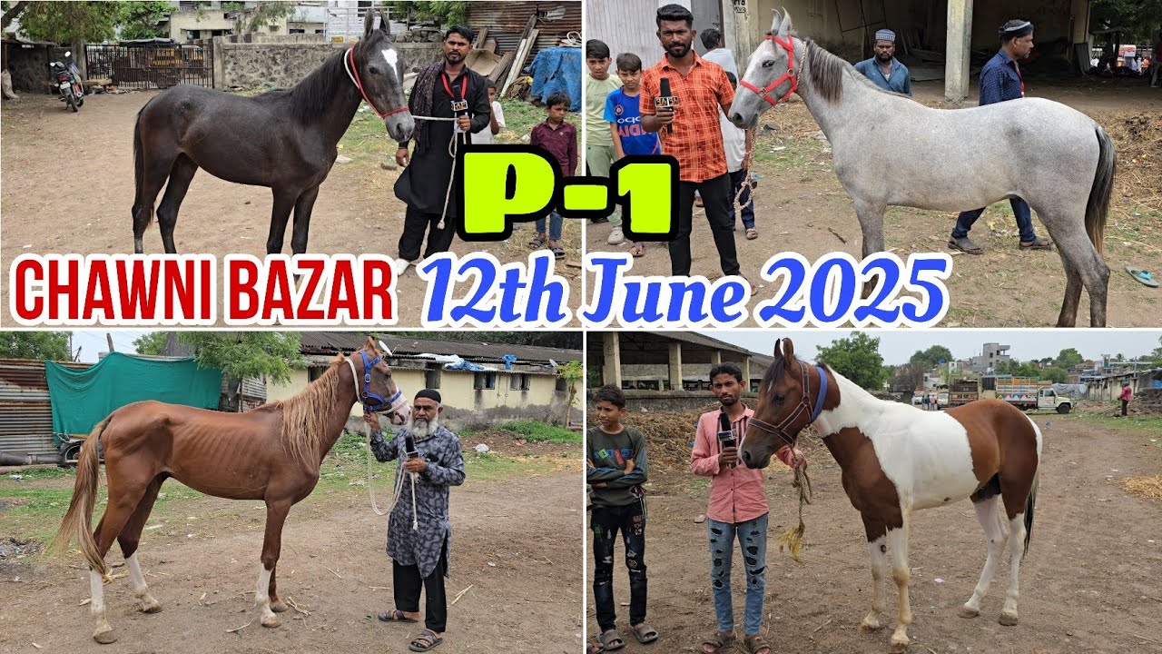 P-1 Chawni Weekly Horse Bazar 12th June 2025