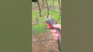 First prune of the 2023 season