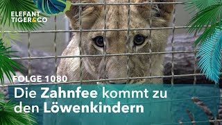 Die Löwen kriegen neue Zähne (Folge 1080) | Elefant, Tiger & Co. | MDR