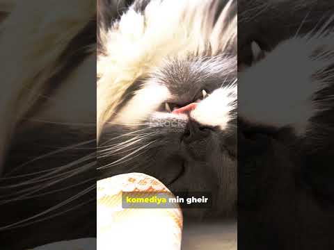 لن تصدق ماذا فعلت هذه القطة مشاهد مضحكة لا تفوتها