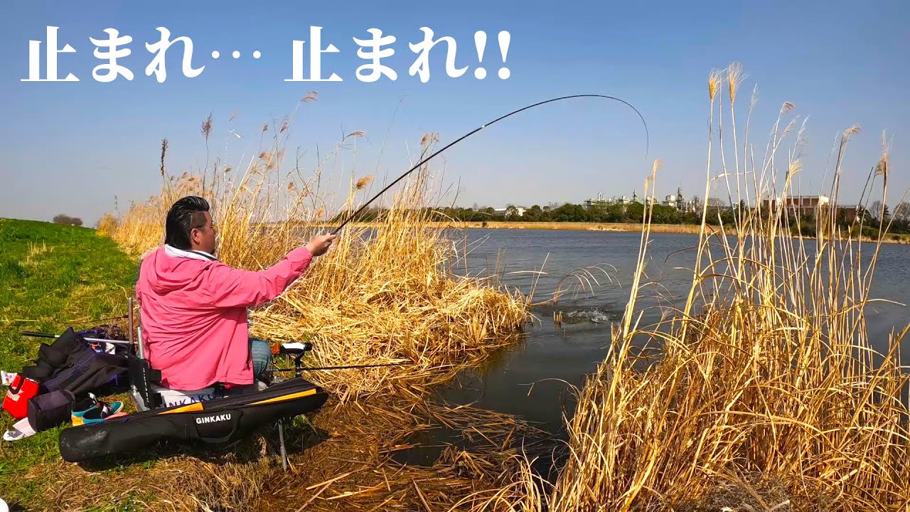 ノッコミの最中、草の隙間から短竿で狙うヘラブナ釣り！【千葉県印西市 手賀川】