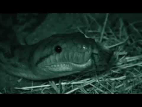 مستند خطرناک ترین مارهای دنیا 