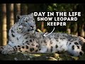 A day in the life of a zookeeper  snow leopards 
