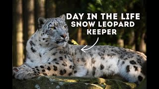 A Day in the Life of A Zookeeper  Snow Leopards! ❄