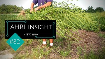 AHRI insight #82 - New toys for the control of resistant pigweed in the USA