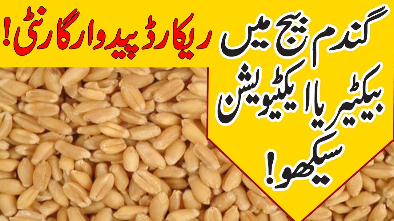 wheat seed treatment  with bacteria