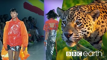 Can Fashion Be Sustainable? | BBC Earth