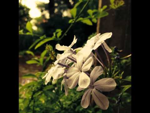 Hortensia #blomst #blomster #blå #blue #flower #flowers #fleur ...