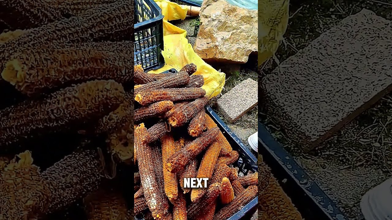 How The Chinese Grow Mushrooms On Corn Cobs Short Mushroom