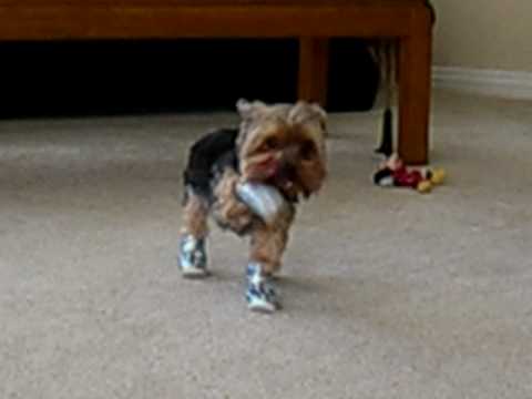 Chewy & his space boots