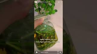 زيت الفلفل لتطويل وتكثيف الشعر وتعبئة الفراغات من سناب حنان شرف