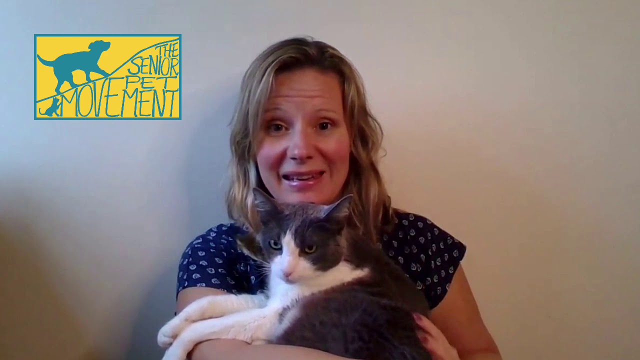 Arthritic Pain Relief for your Cat using Companion CBD!