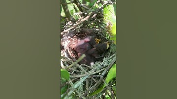 Mockingbird nest in my front yard 🥰 #birds #nature #shorts