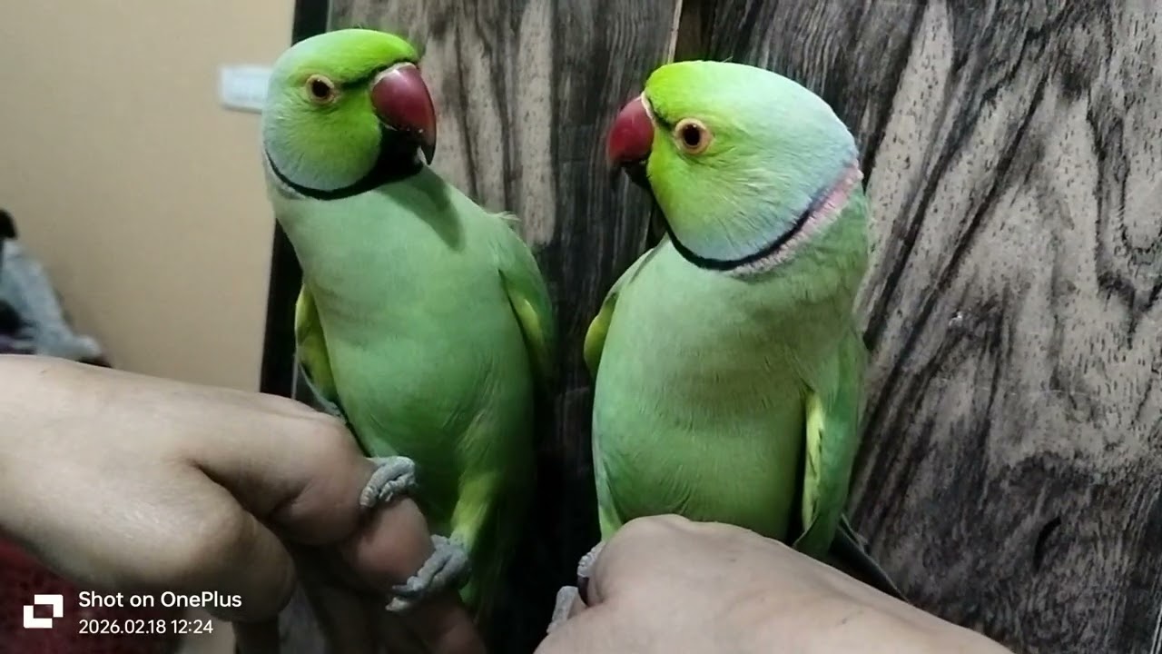 Mummy Mitthu Bahut bolta hai #talkingparot #mithukibatain #papamummy 