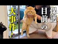 強烈キャラの喋る野良猫をついに保護⁉︎