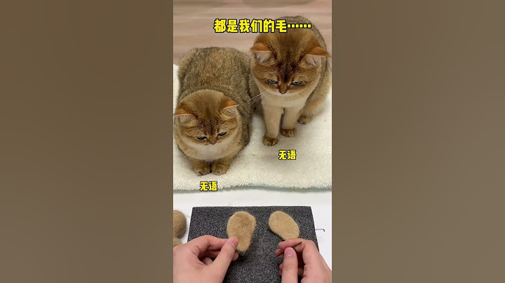 【牛奶是只猫】猫咪的毛做的猫和老鼠里的杰瑞！大家觉得像吗