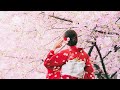 Musique relaxante  floraison des fleurs de cerisiers japon