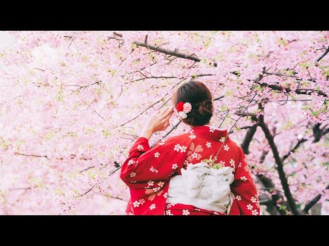 Vidéo: Les Fleurs De Cerisier Du Japon Sont En Pleine Floraison - Voir Les Photos