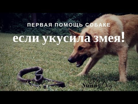 Видео: Противоядие от гремучей змеи полезно для собак, но не для кошек