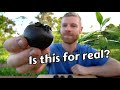 Does this fruit really taste like chocolate pudding black sapote tasting  growing