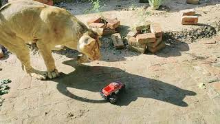 I showed my lion the RC car - Look what happened!