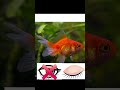 3 Best Fun Facts About Goldfish | #aquarium #aquascapelowtech #fish #vlog #fishkeepinghobby