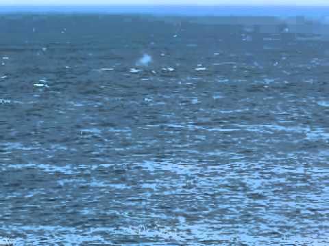 Cape Spear Tourists  Whales