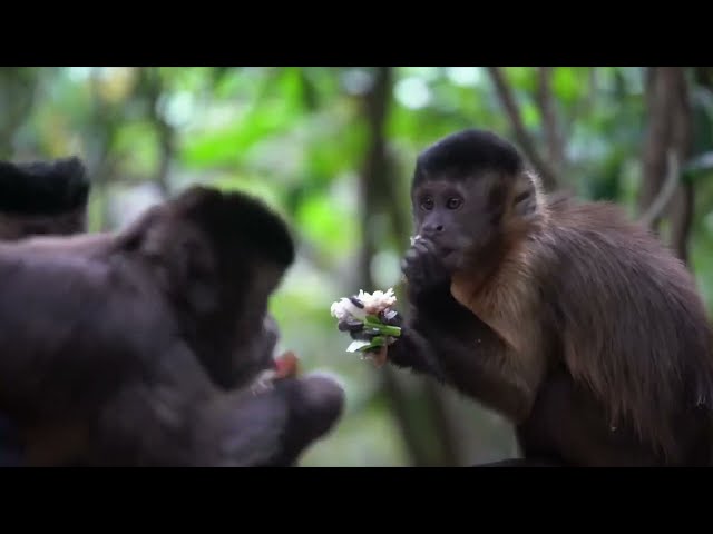 Video over Monkeyland KZN in North Coast in South Africa